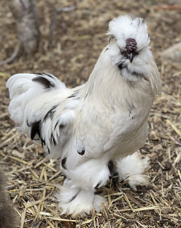 Silkie Birds